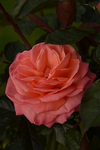 HYBRID TEA STD